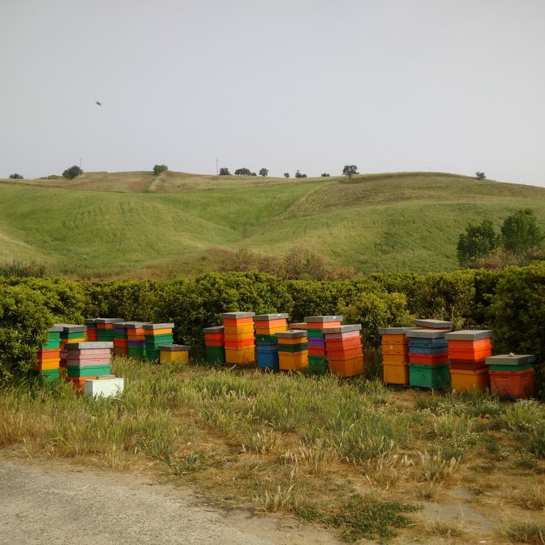 Agriturismo Trappeto Vecchio San Demetrio Corone Kültér fotó